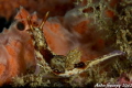   chocolate nudi  